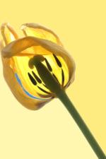 tulipa2.jpg